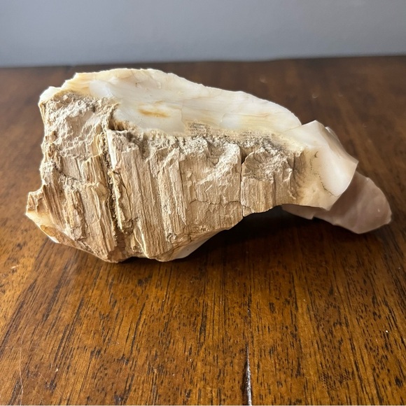petrified wood 10.7 oz. Very collectible - Picture 1 of 8